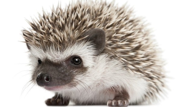 African Hedgehog Atlantic Aquarium Pet Supplies