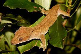 Crested Gecko Atlantic Aquarium Pet Supplies