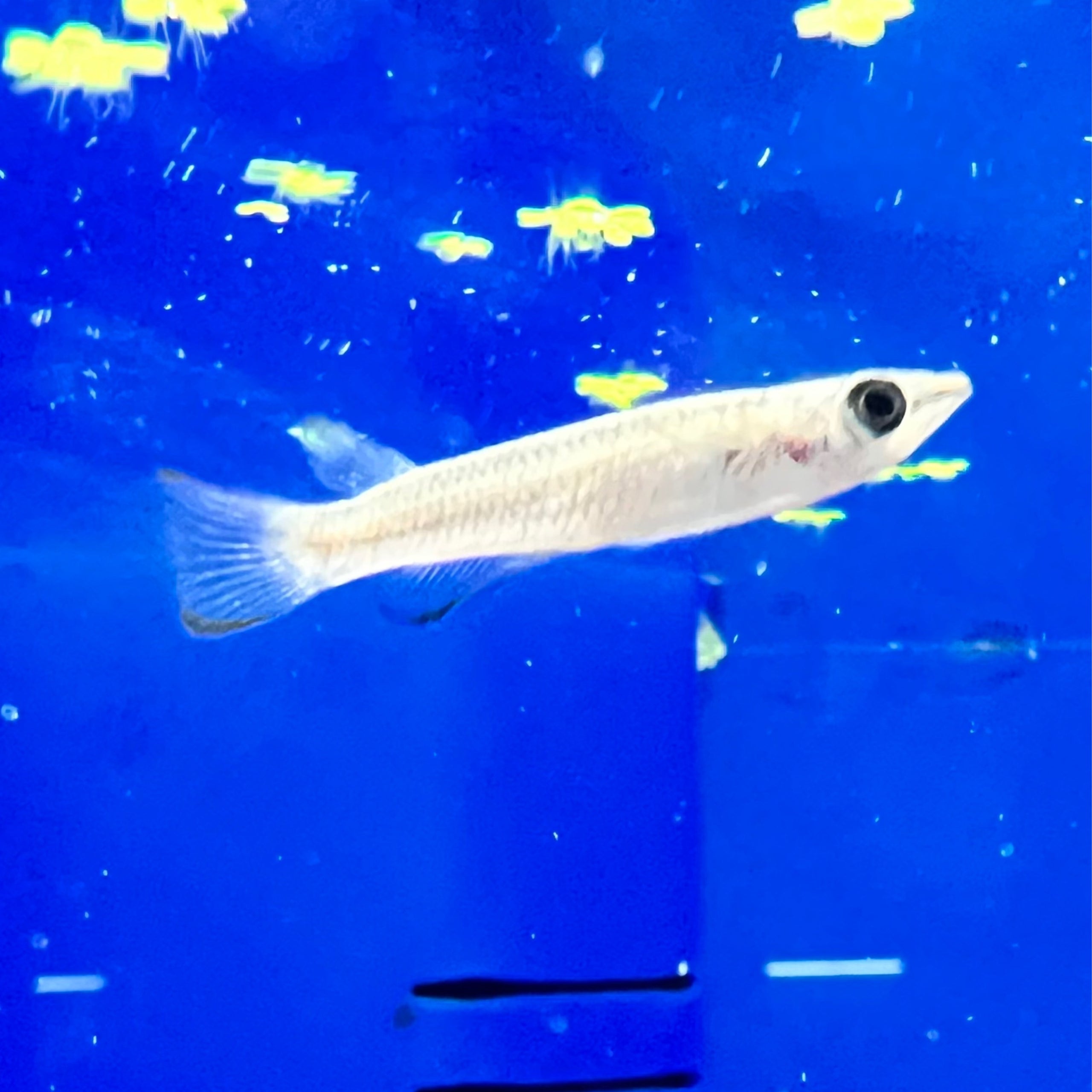 yellow-panchax-killifish-atlantic-aquarium-pet-supplies