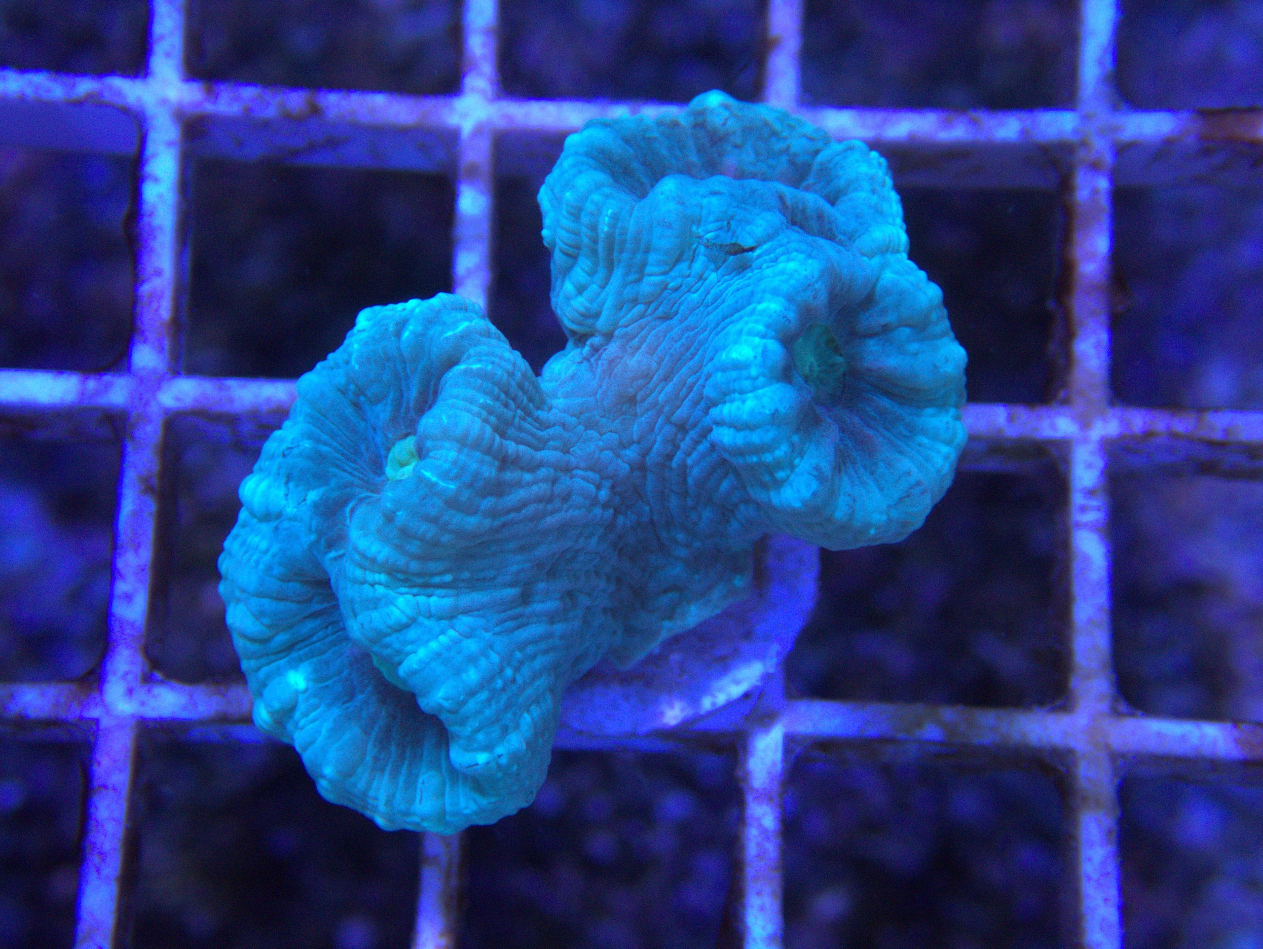 Candy Cane Corals (A16) | Atlantic Aquarium & Pet Supplies