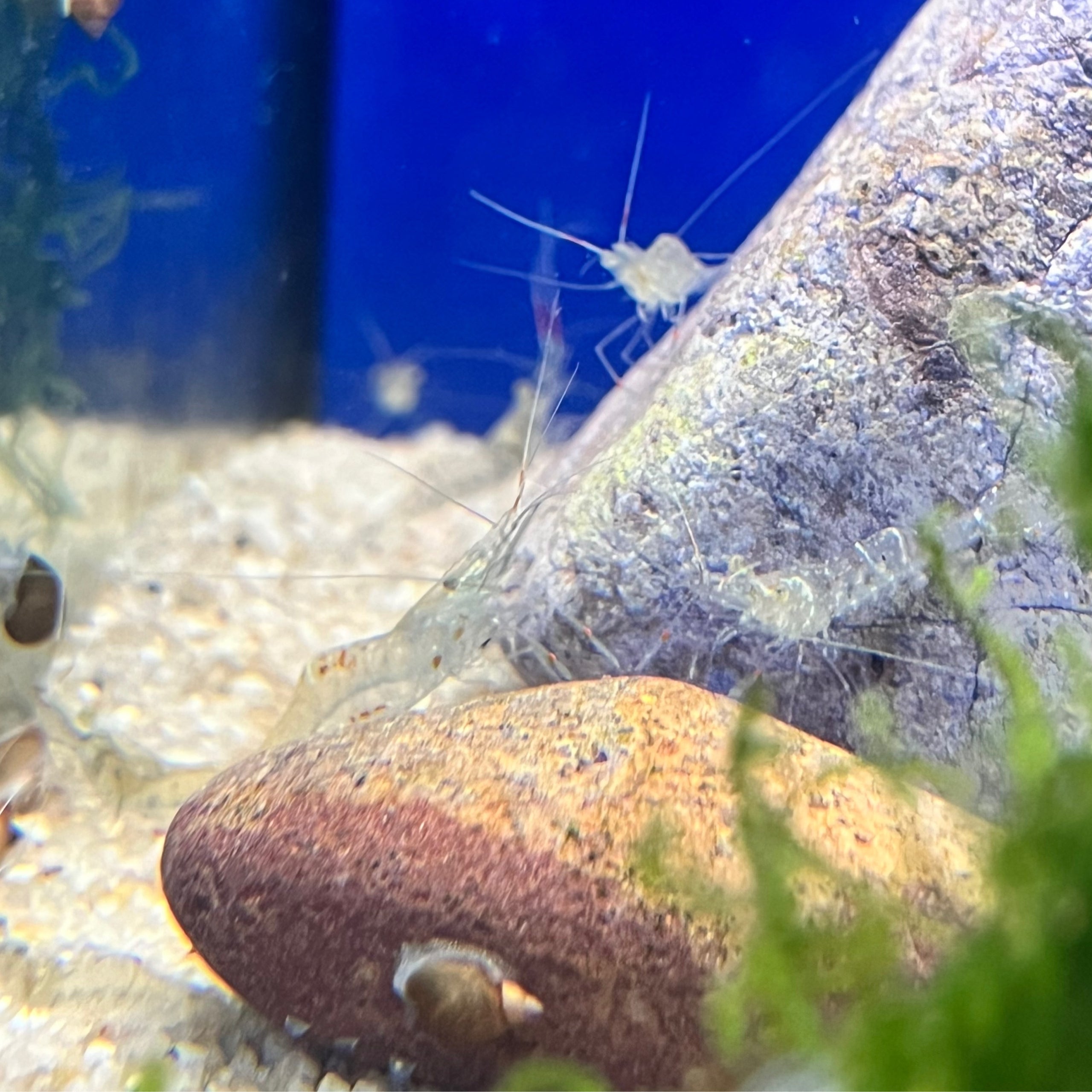 Ghost Shrimp Atlantic Aquarium Pet Supplies