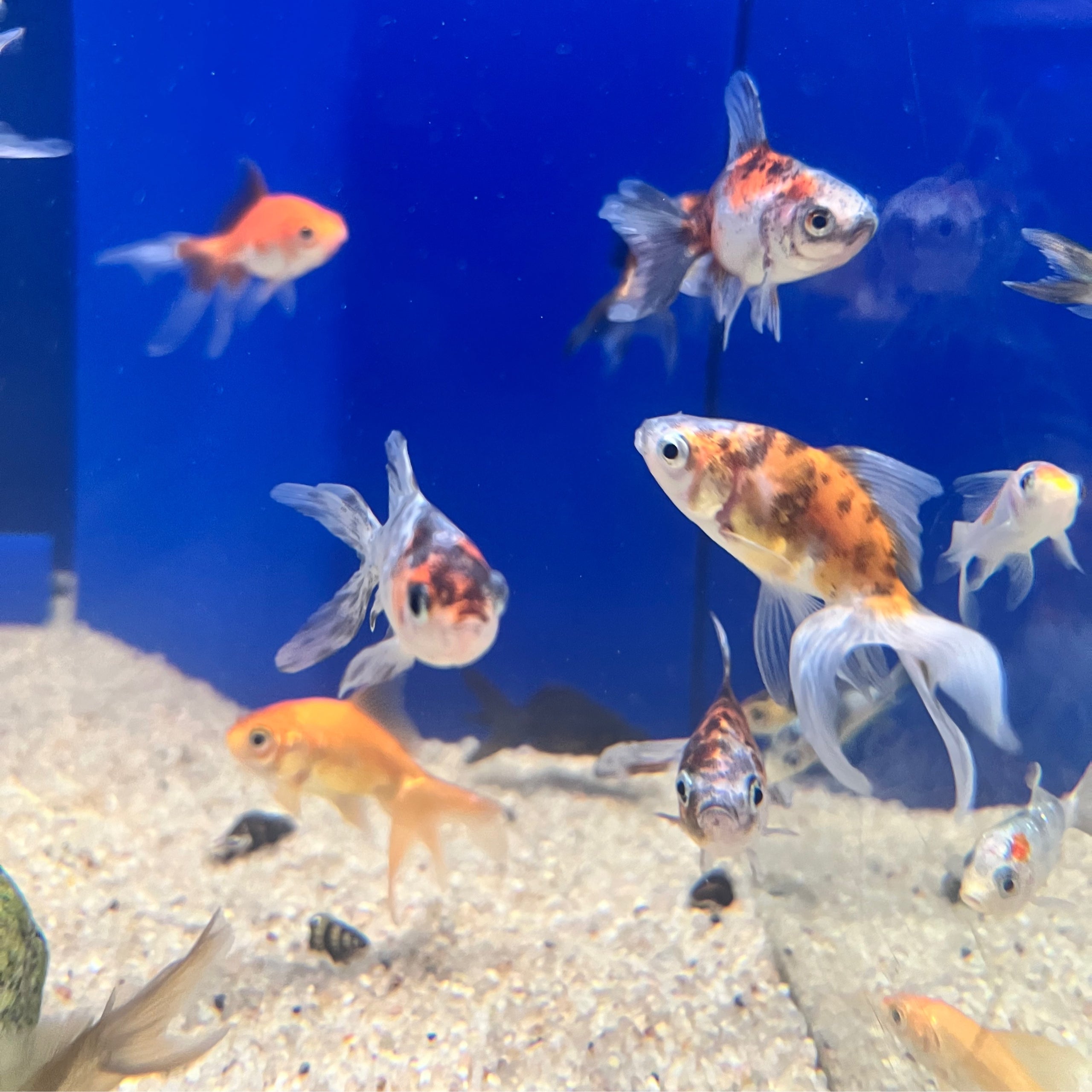 Best Goldfish Care For 2026: How To Care For Goldfish - Simply Aquarium - Medical Equipment For Aquarium Goldfish