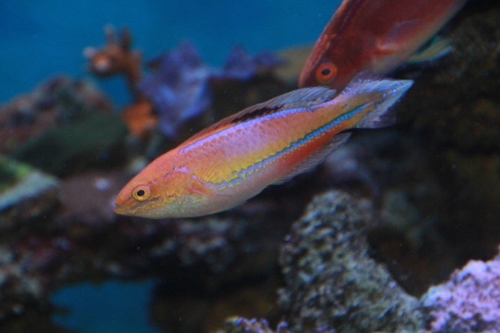 Pintail Fairy Wrasse | Atlantic Aquarium & Pet Supplies