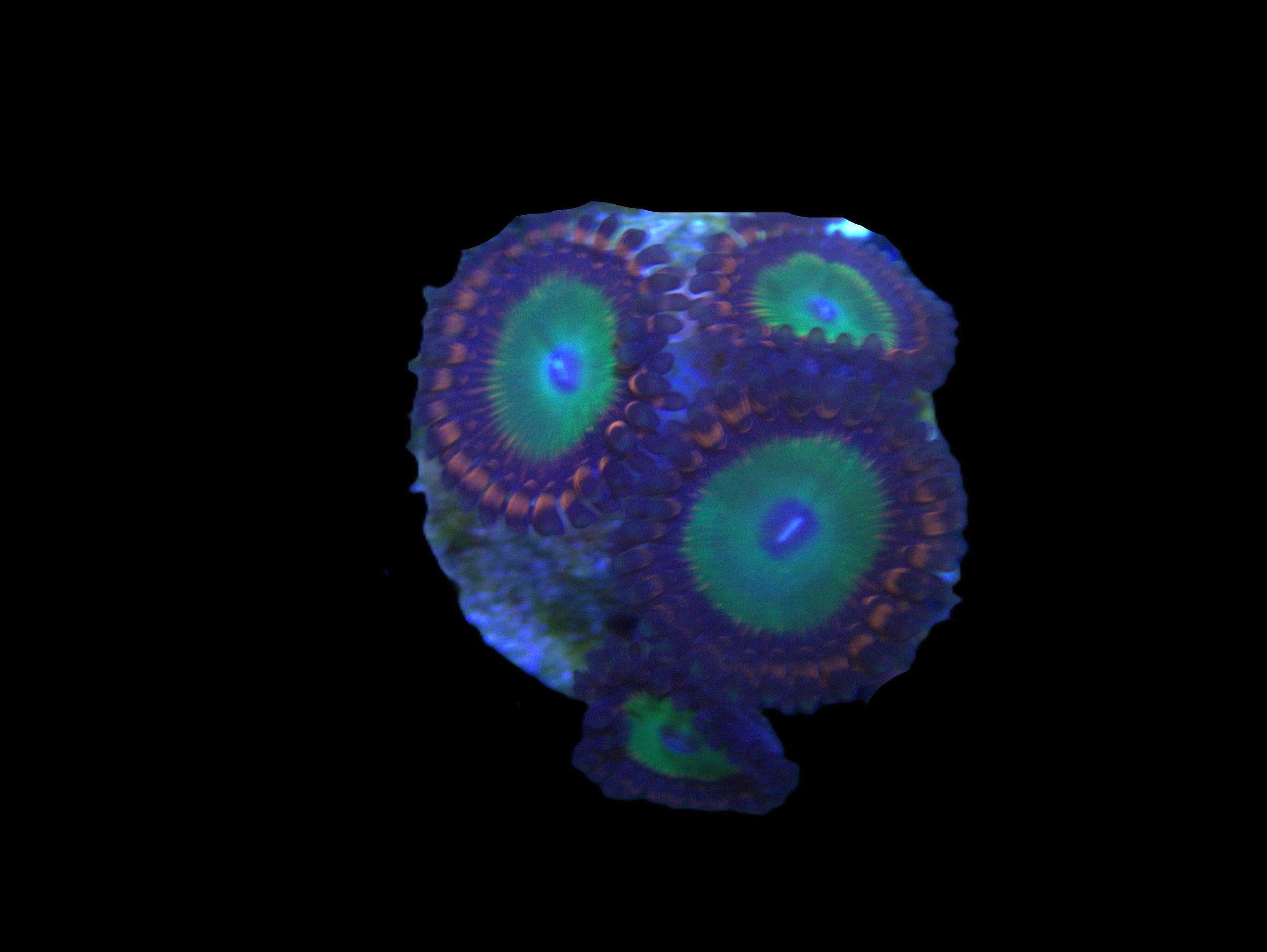 Bowser Zoa (A18) | Atlantic Aquarium & Pet Supplies