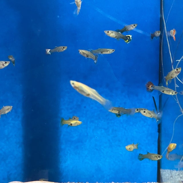 Atlantic Aquarium & Pet Supplies