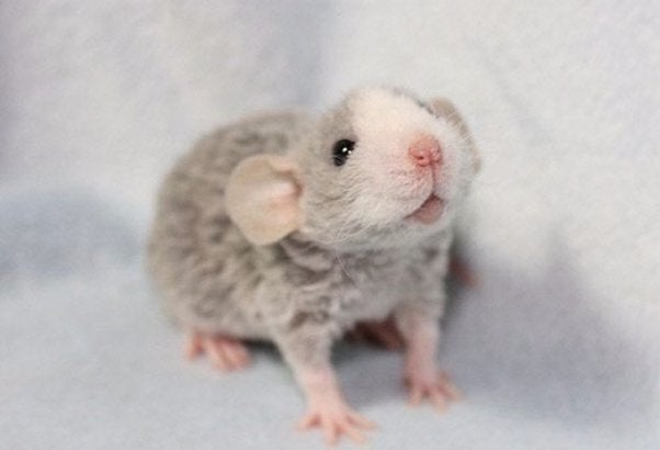 Fancy Rex Rat Atlantic Aquarium Pet Supplies